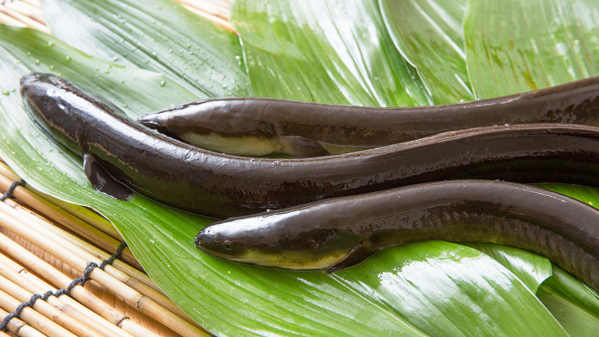 ウナギは男性ホルモンを助ける食材